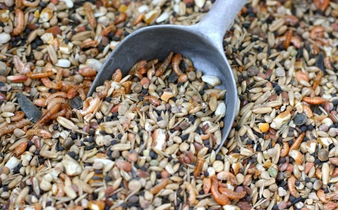 Разведение бройлеров в домашних условиях как бизнес – Лайфхакер